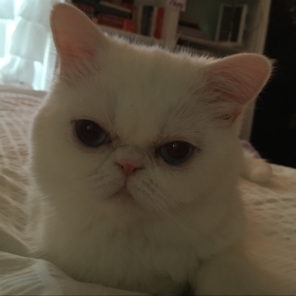 Meet your Posher, Emmy